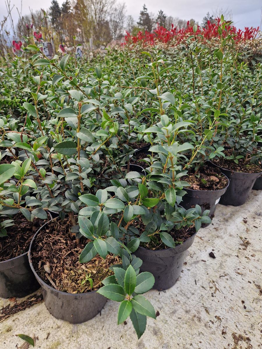 Osmanthus burkwoodii (30–40 cm, pot 3L Ø19 cm)