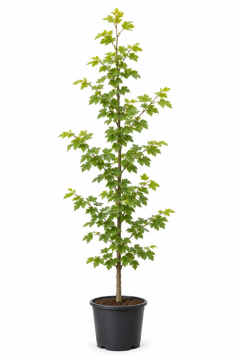 Acer Campestre en pot