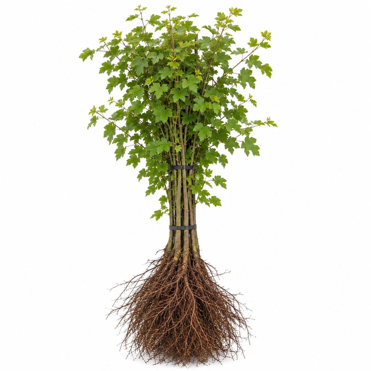 Acer Campestre