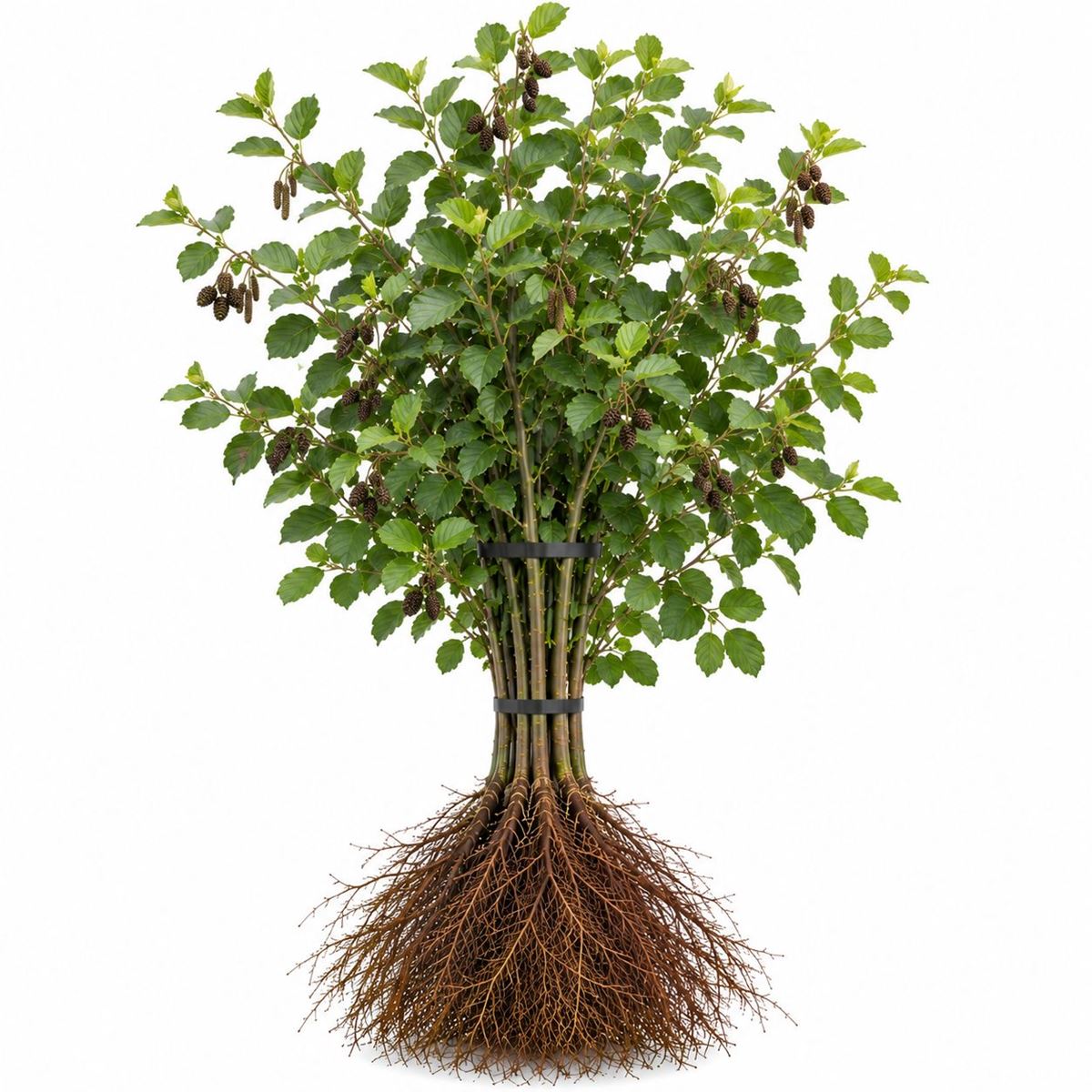 Alnus Glutinosa