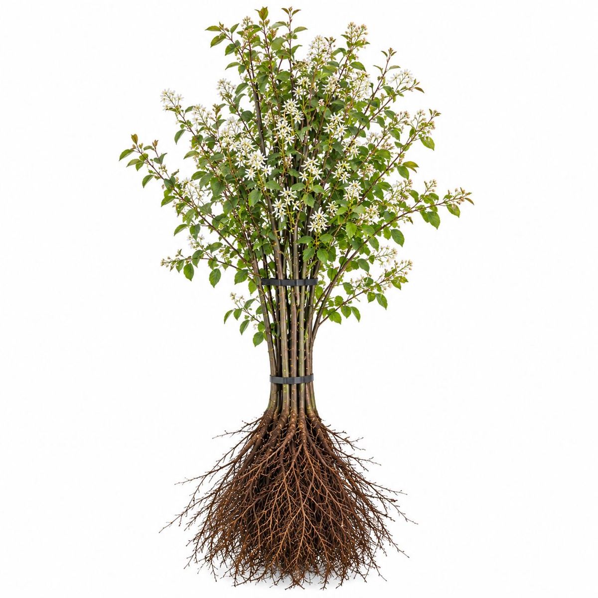 Amelanchier lamarckii