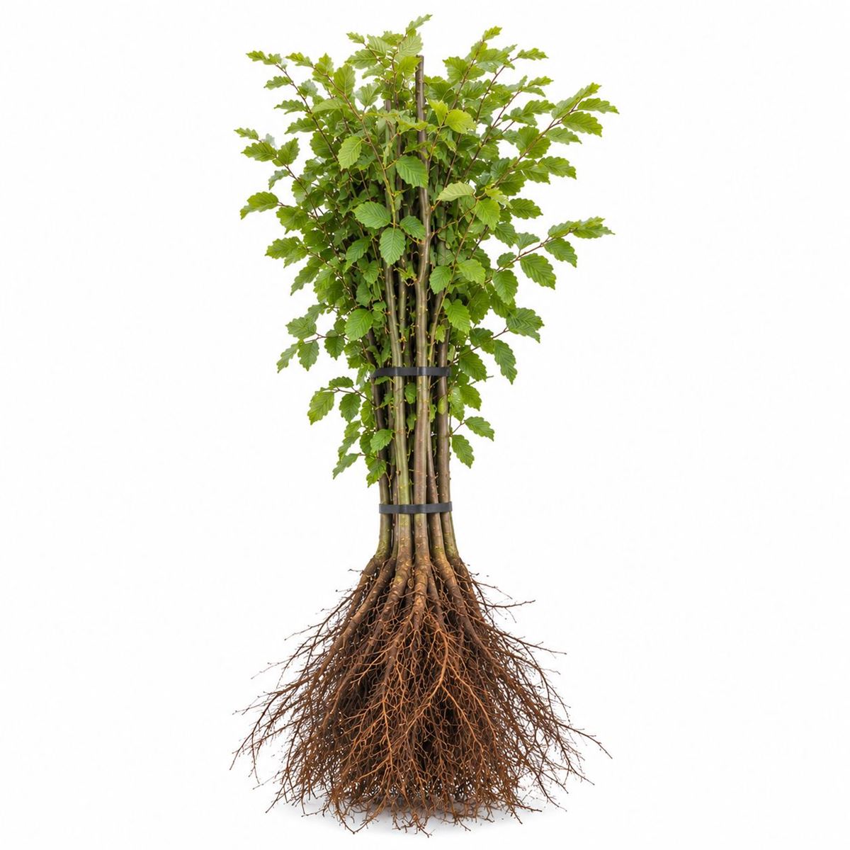 Carpinus betulus