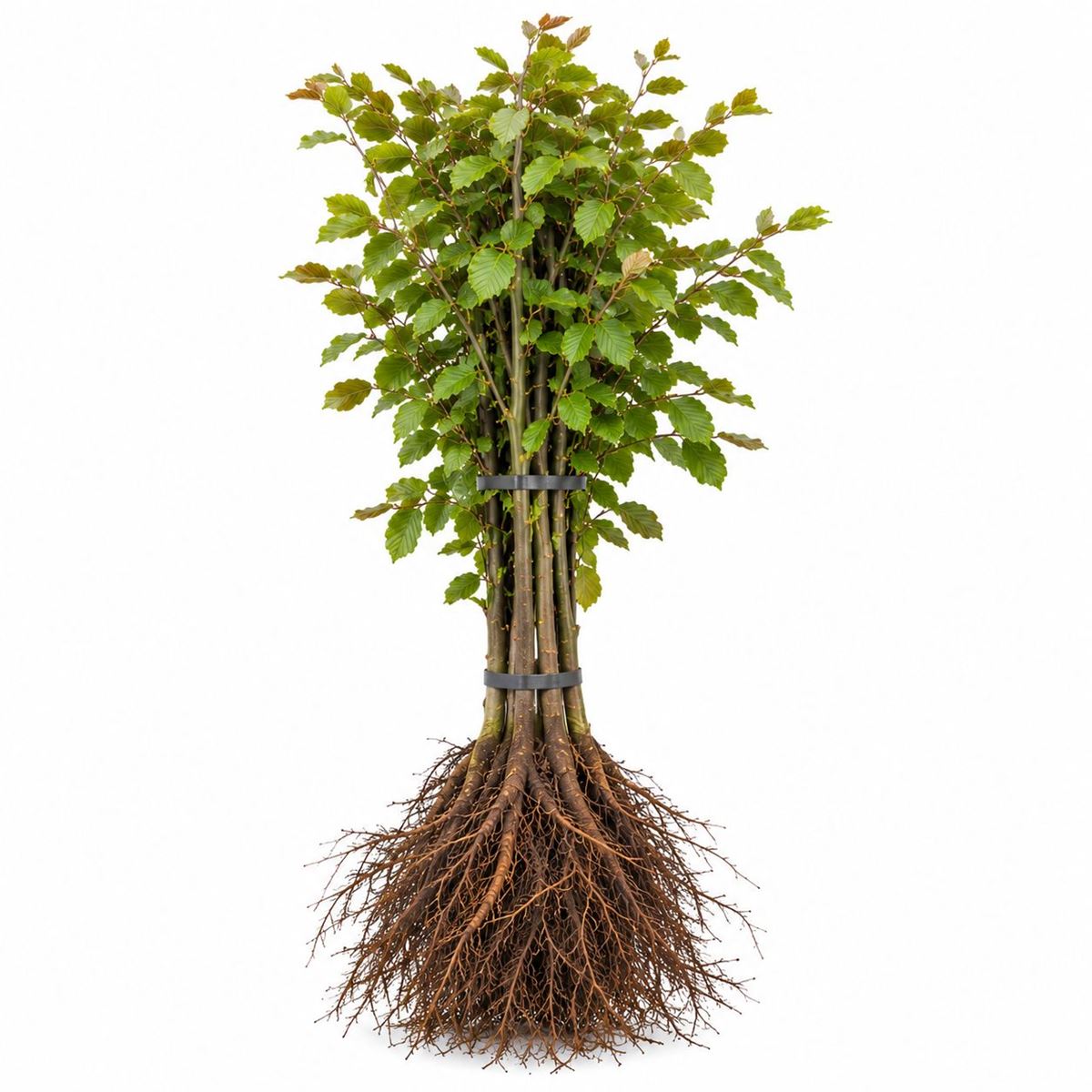 Fagus sylvatica