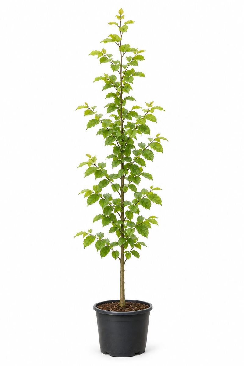 Carpinus betulus en pot