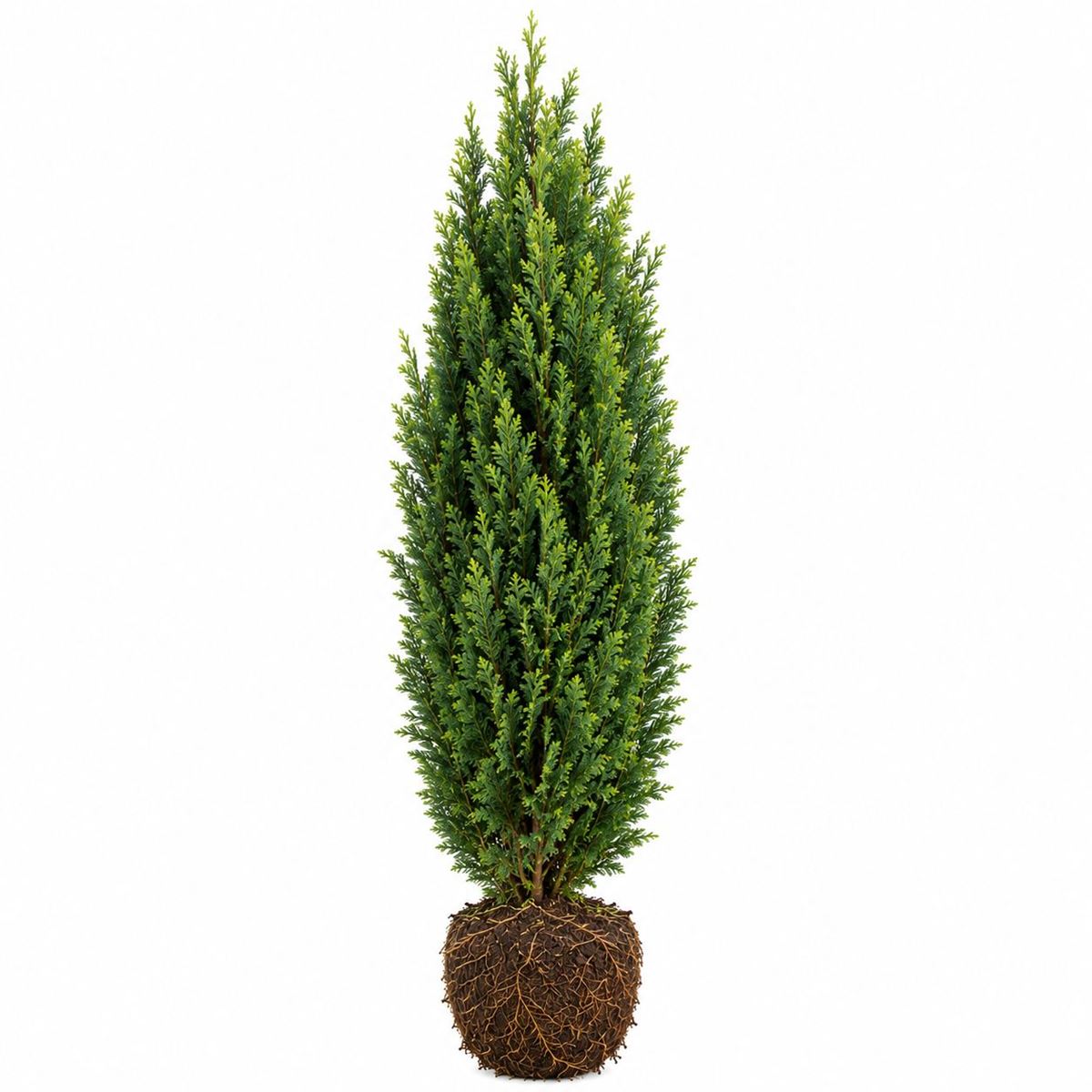 Chamaecyparis lawsoniana ‘Columnaris’