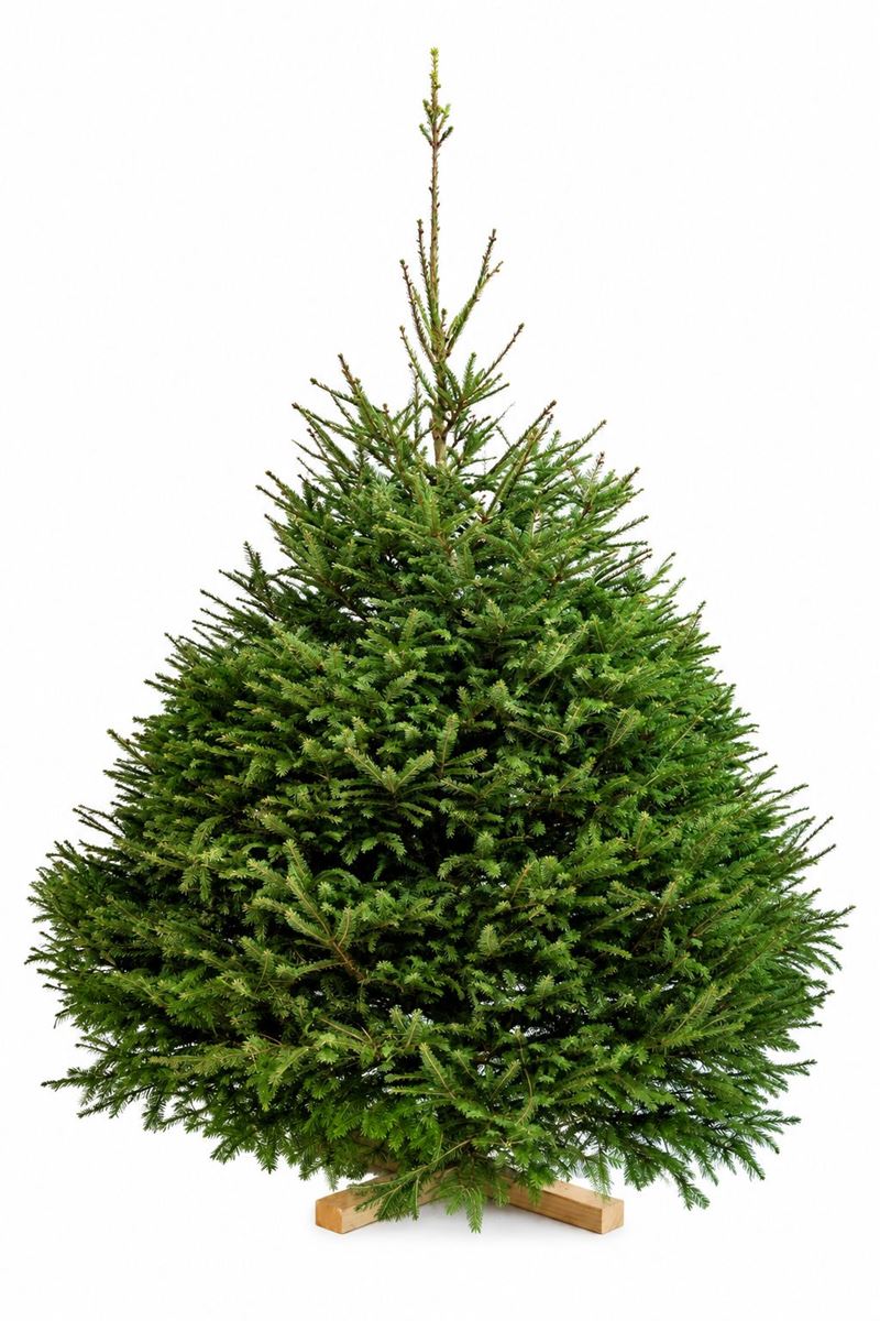 Picea Abies Gezaagd