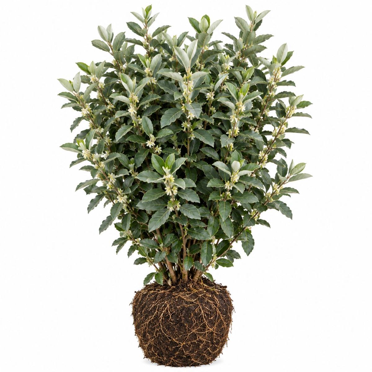 Elaeagnus × ebbingei ‘Compacta’
