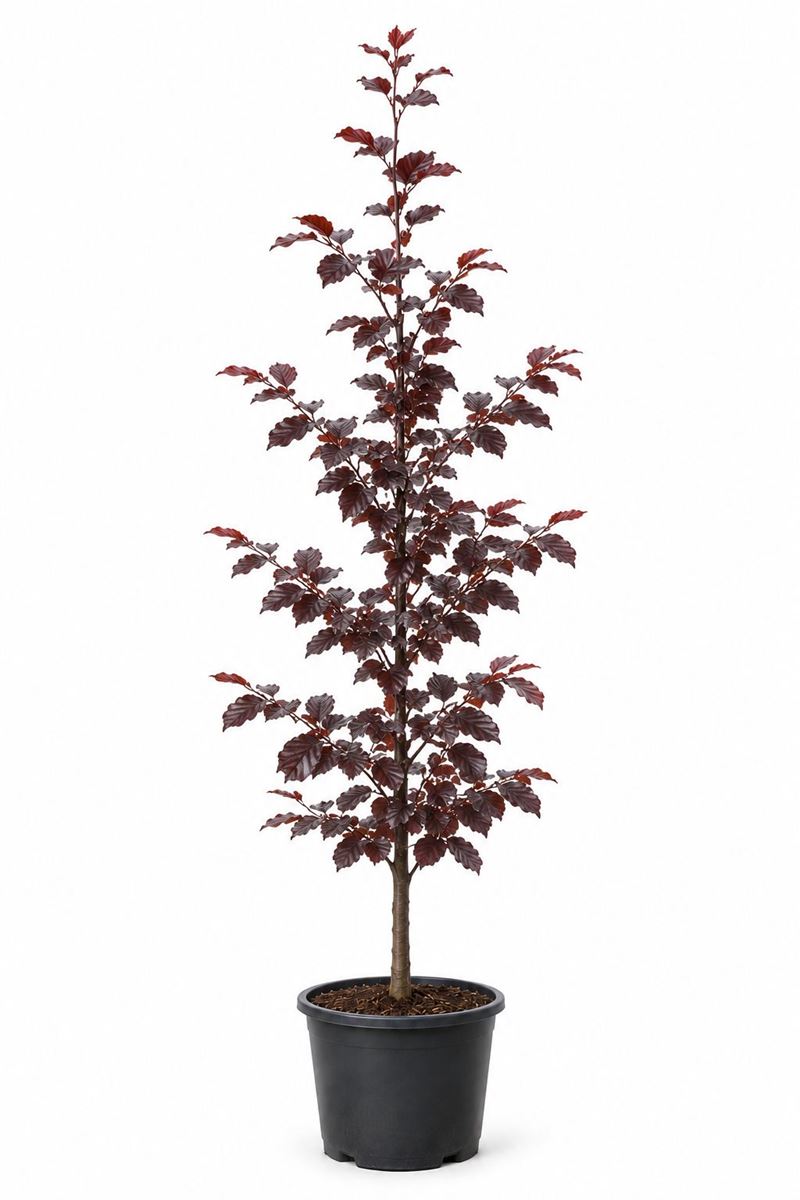 Fagus sylvatica atropunicea en pot