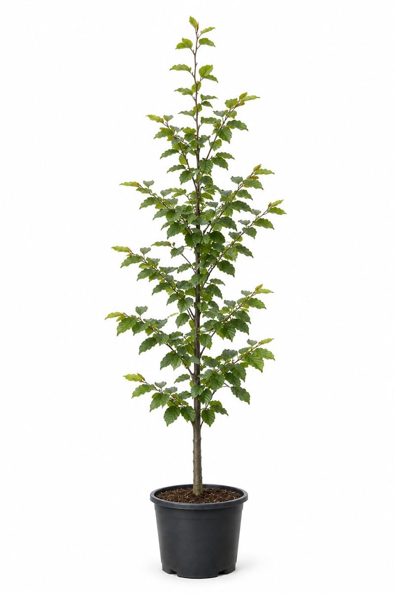 Fagus sylvatica in pot