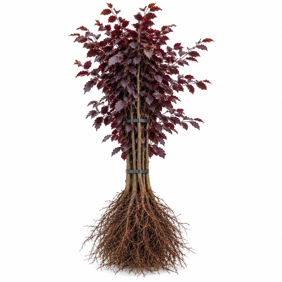 Fagus sylvatica atropunicea