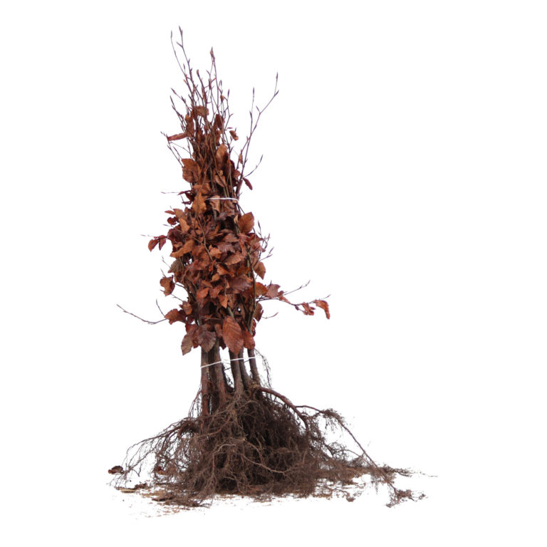 Fagus sylvatica atropunicea