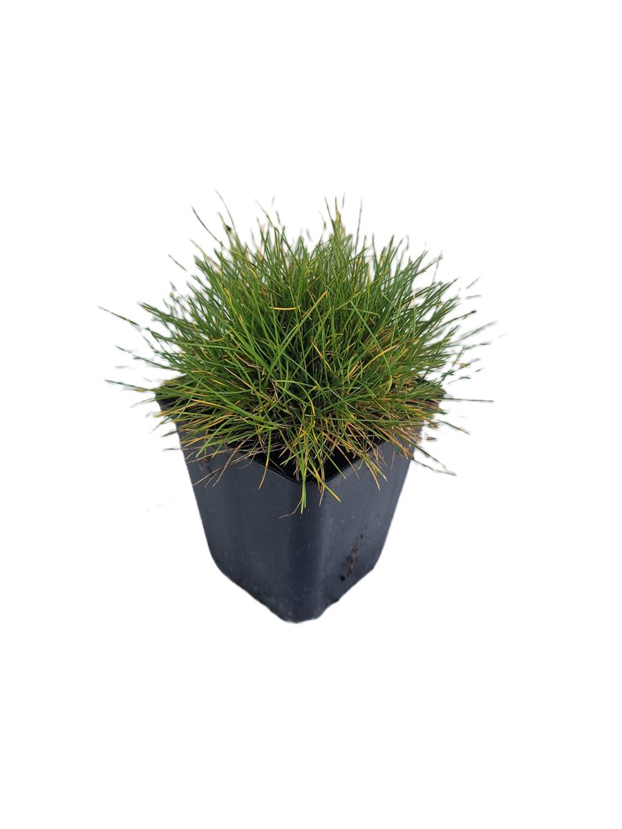 Festuca glauca ‘Gautieri’