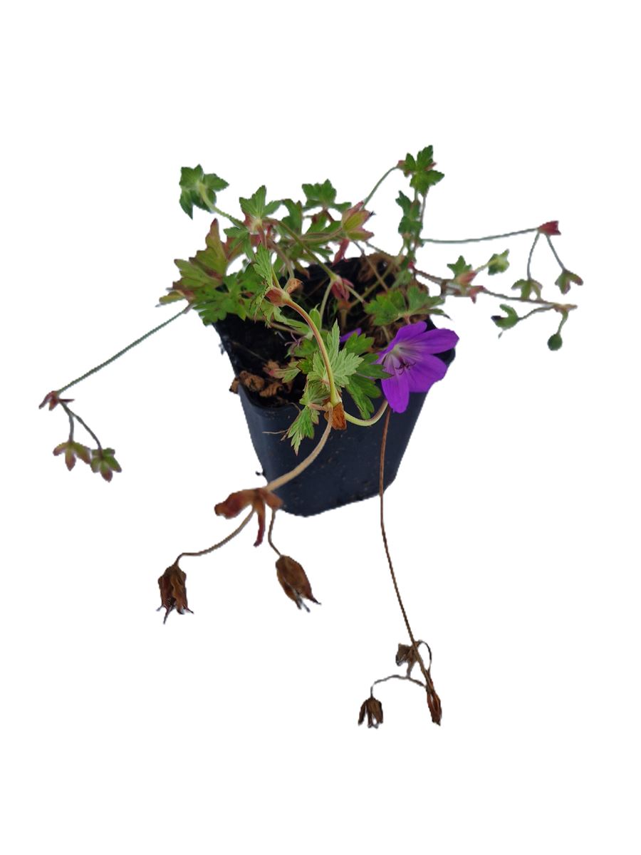 Geranium Rozanne