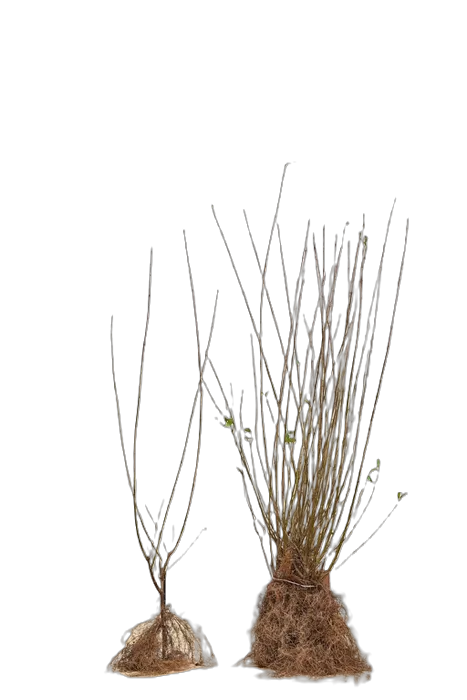 Ligustrum ovalifolium