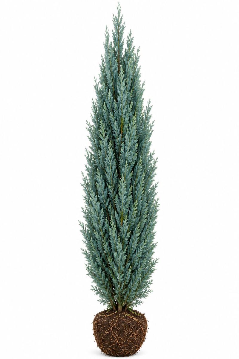 Juniperus scopulorum ‘Blue Arrow’