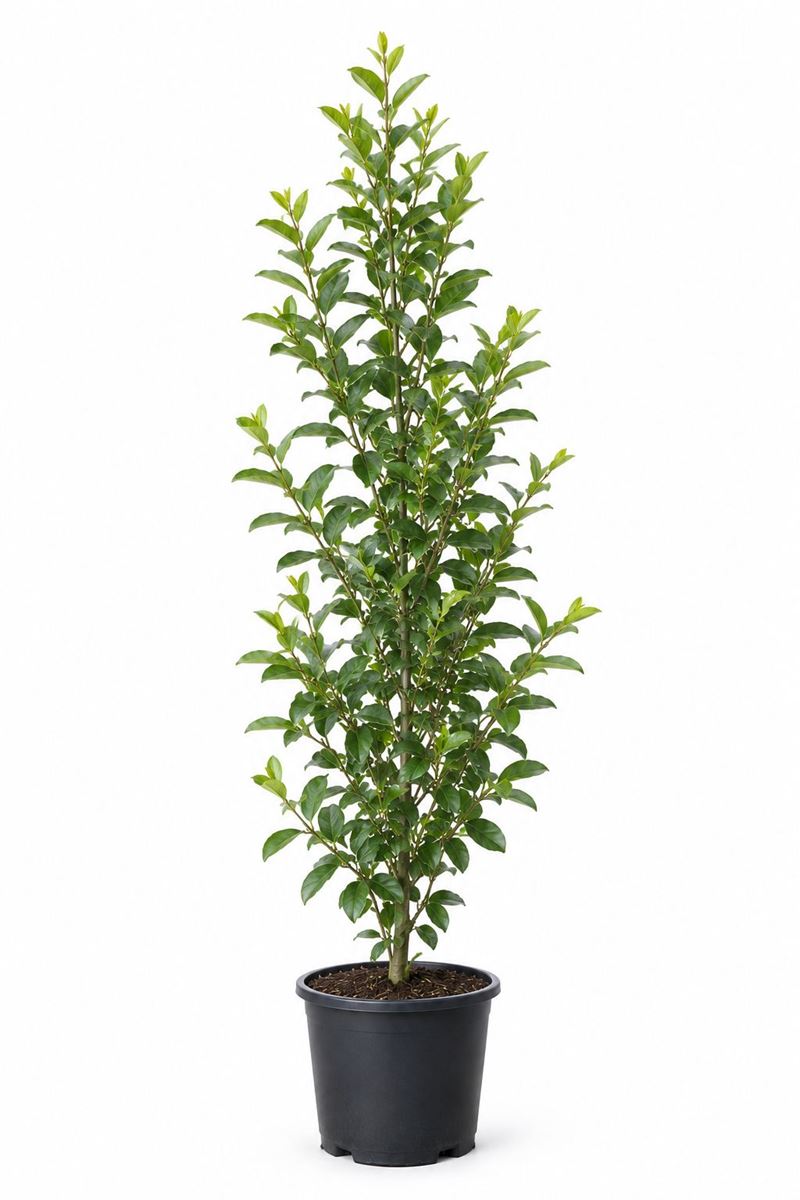 Ligustrum ovalifolium en pot