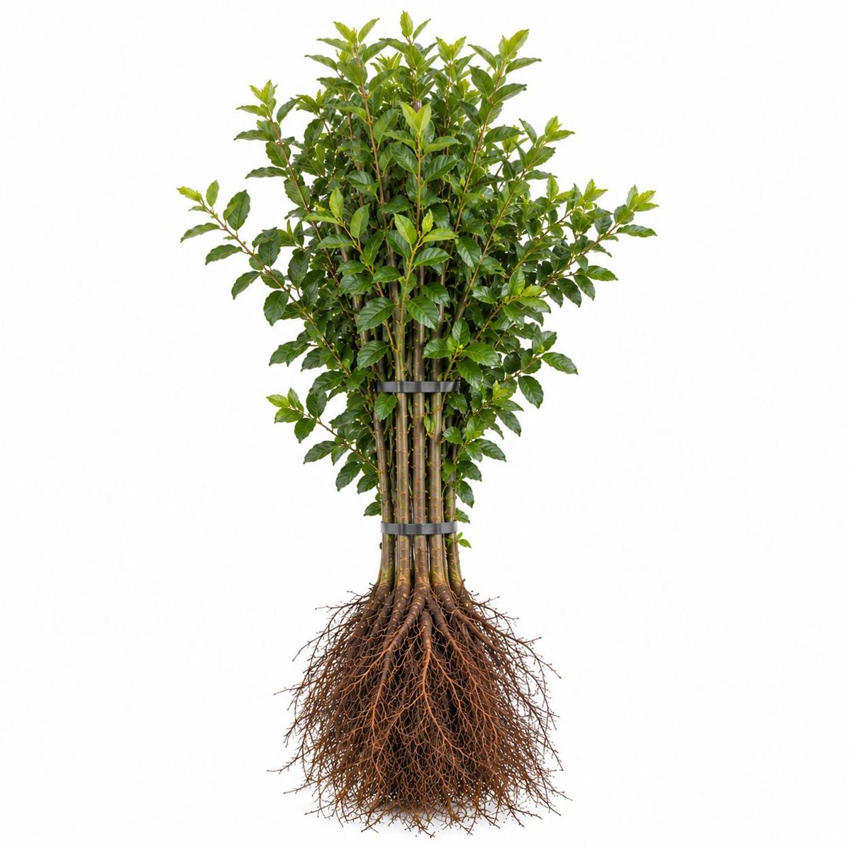 Ligustrum ovalifolium