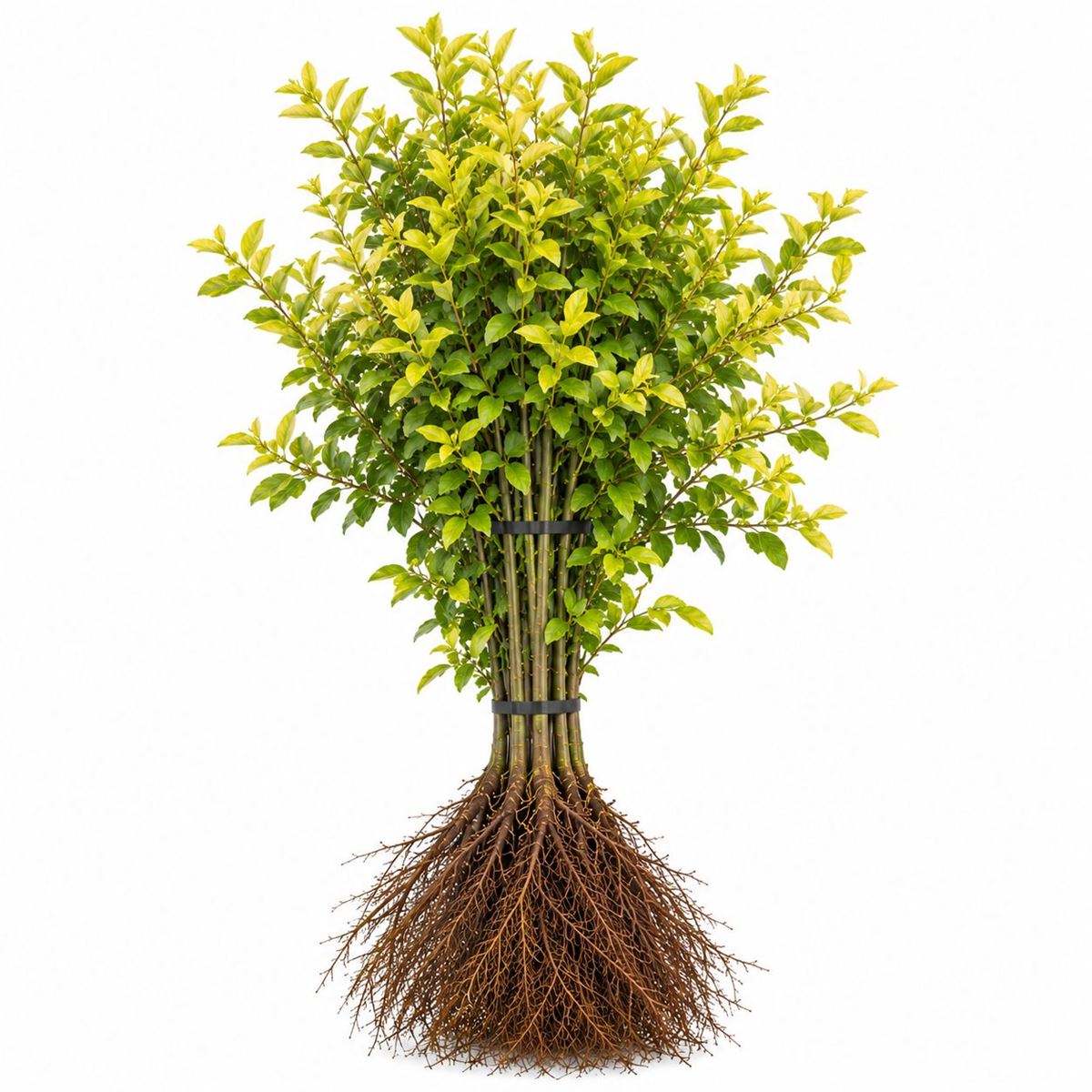 Ligustrum ovalifolium ‘Aureum’