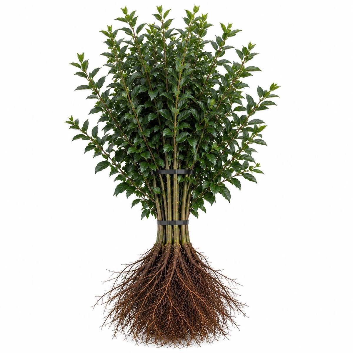 Ligustrum vulgare ‘Atrovirens’