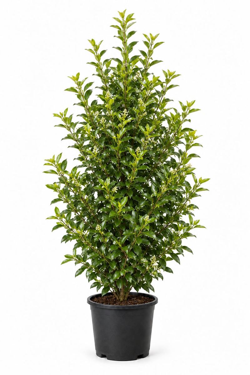 Ligustrum vulgare in pot