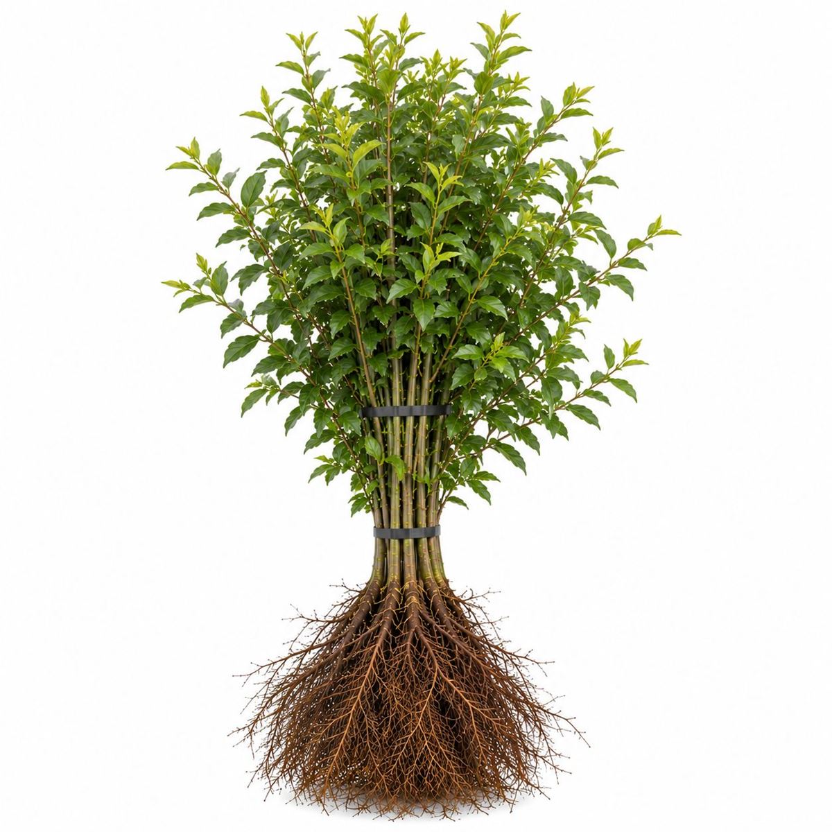 Ligustrum vulgare