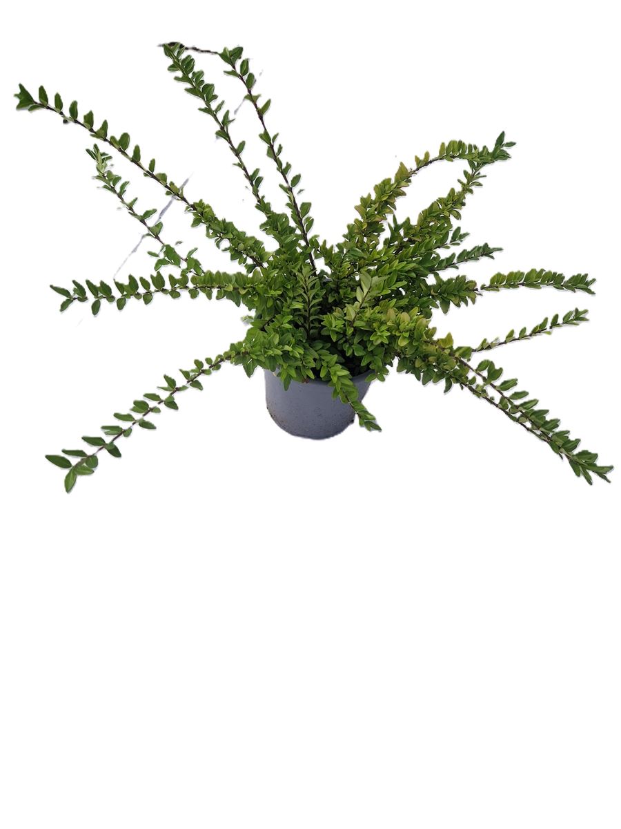 Lonicera nitida ‘Maigrün’