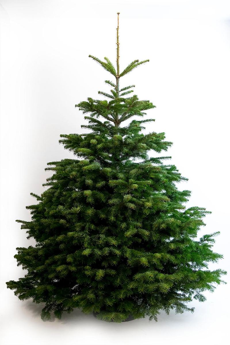 Abies Nordmanniana Gezaagd