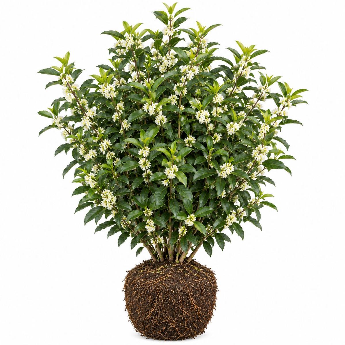 Osmanthus burkwoodii