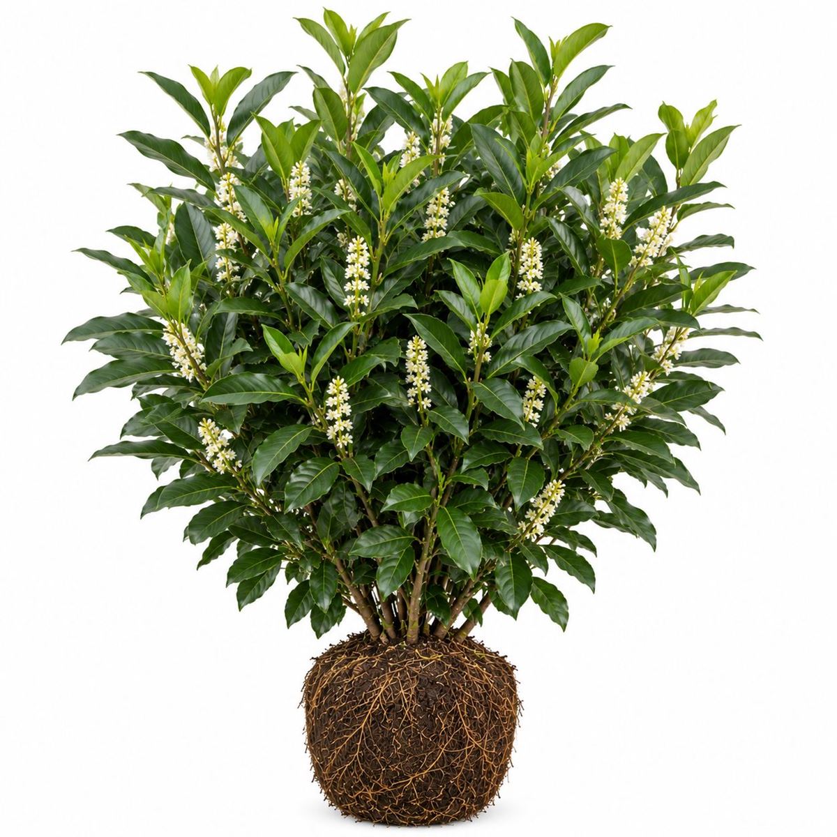 Prunus laurocerasus ‘Caucasica’