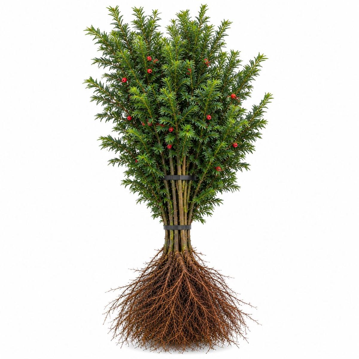 Taxus baccata