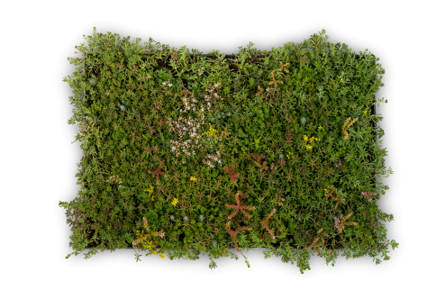 Trudiroof sedumcassette