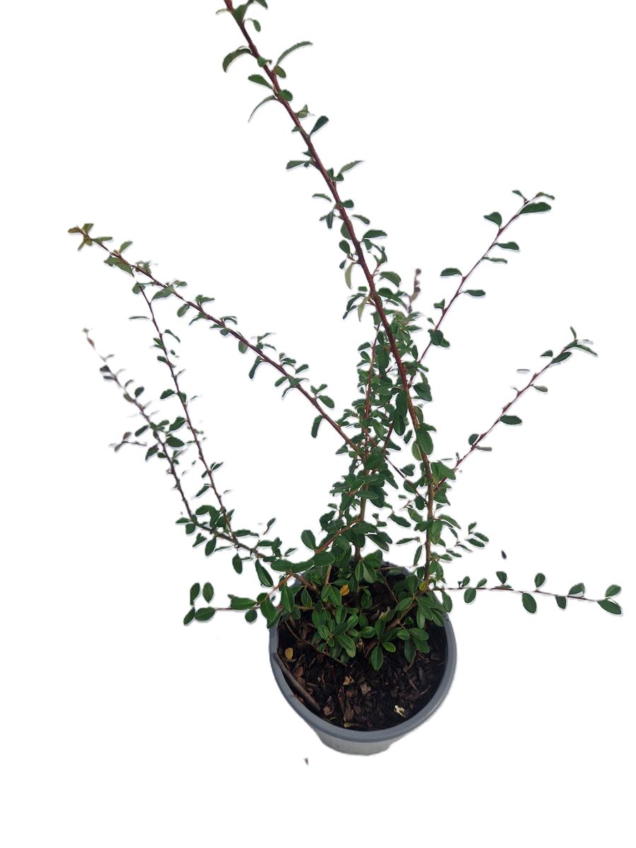 Cotoneaster ‘Coral Beauty’