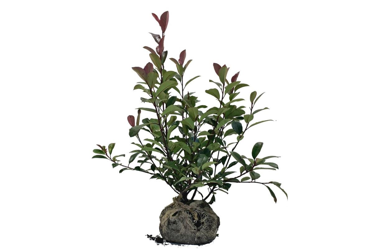 Photinia × fraseri ‘Red Robin’