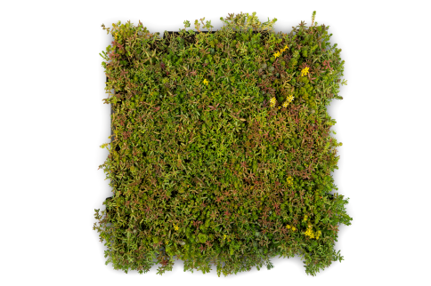 Herbaroof sedumcassete