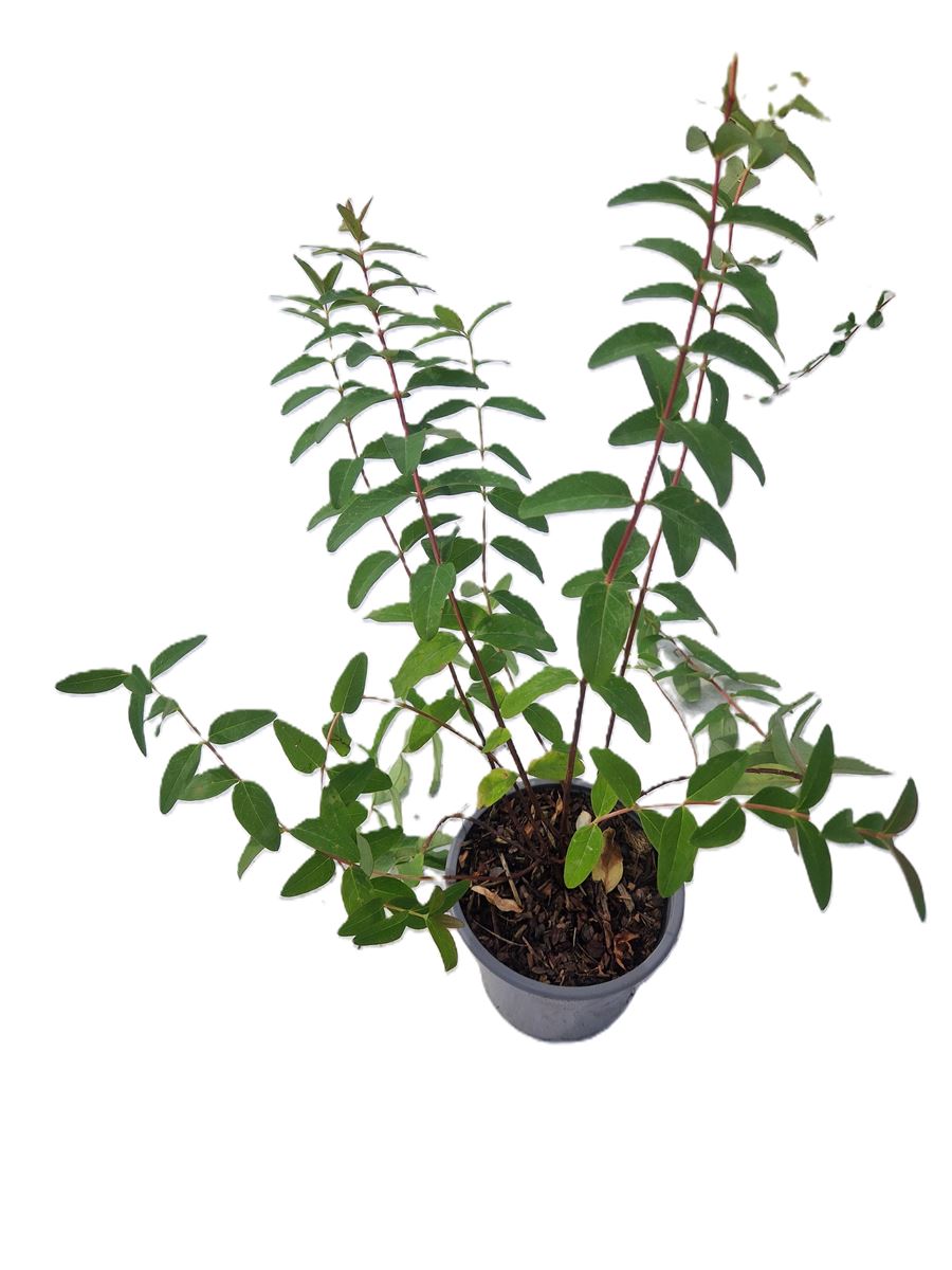 Hypericum ‘Hidcote’