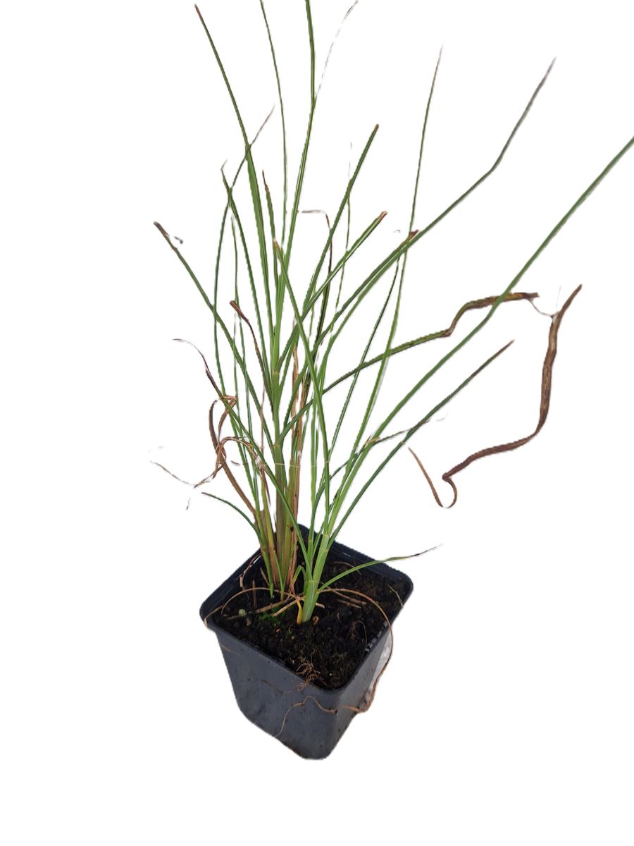 Miscanthus sinensis ‘Gracillimus’