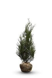 Thuja plicata ‘Atrovirens’